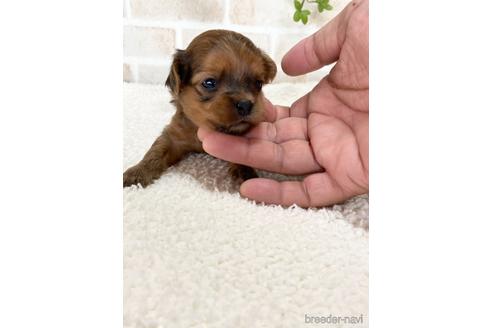 成約済の静岡県のチワプー:チワワ×トイプードル-144310の3枚目