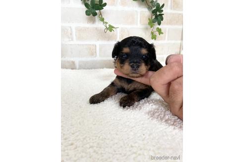 成約済の静岡県のチワプー:チワワ×トイプードル-144311の2枚目