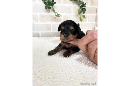 成約済の静岡県のチワプー:チワワ×トイプードル-144311の3枚目