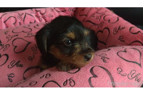 成約済の愛知県のミックス犬-144280の10枚目