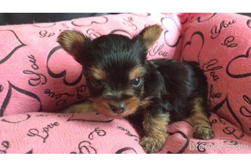 成約済の愛知県のミックス犬-144283の13枚目