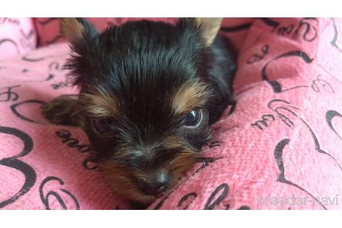 成約済の愛知県のミックス犬-144283の11枚目
