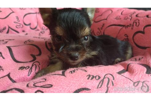 成約済の愛知県のミックス犬-144284の11枚目