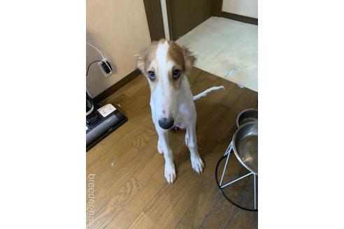 成約済の岡山県のボルゾイ-131920の4枚目