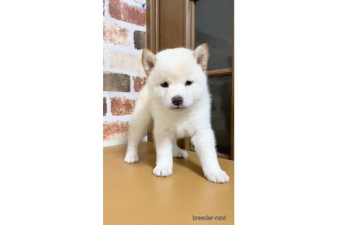 成約済の茨城県の柴犬-144336の1枚目