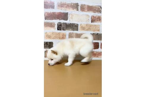成約済の茨城県の柴犬-144336の3枚目