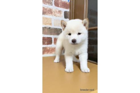 成約済の茨城県の柴犬-144336の2枚目