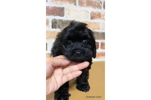 成約済の茨城県のマルプー:マルチーズ×トイプードル-144337の3枚目