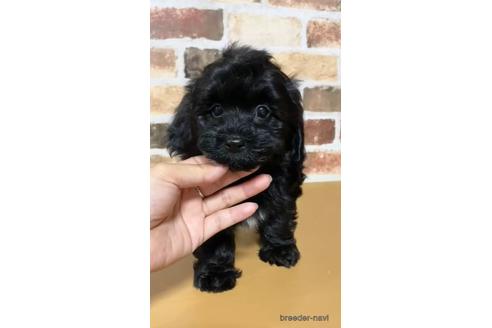 成約済の茨城県のマルプー:マルチーズ×トイプードル-144337の2枚目