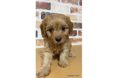 成約済の茨城県のマルプー:マルチーズ×トイプードル-144338の3枚目