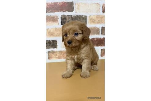 成約済の茨城県のマルプー:マルチーズ×トイプードル-144338の2枚目