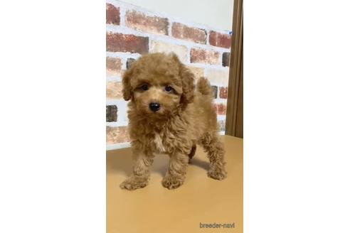 成約済の茨城県のトイプードル-144342の1枚目