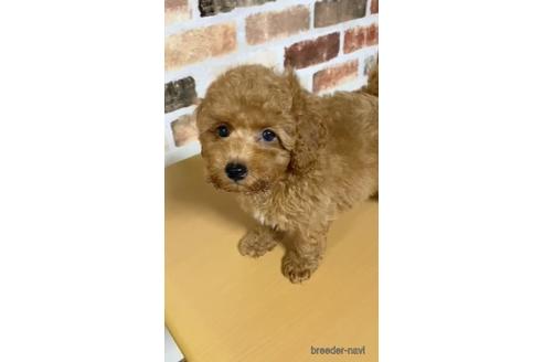 成約済の茨城県のトイプードル-144342の3枚目