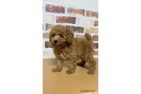 成約済の茨城県のトイプードル-144342の2枚目