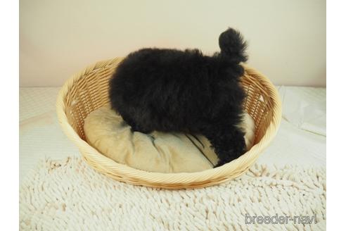 成約済の埼玉県のタイニープードル-144354の3枚目