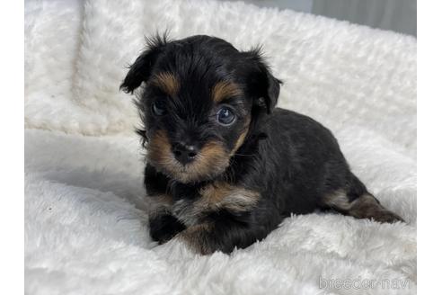 成約済の京都府のチワプー:チワワ×トイプードル-144356の1枚目