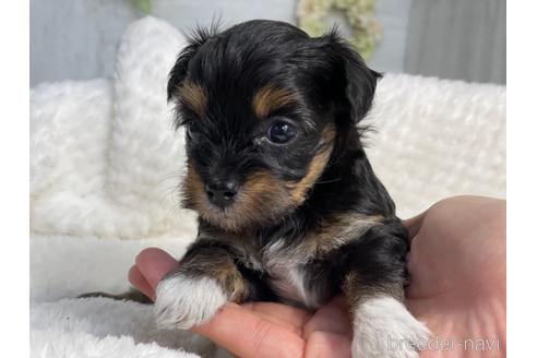 成約済の京都府のチワプー:チワワ×トイプードル-144356の5枚目