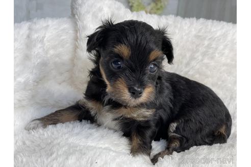 成約済の京都府のチワプー:チワワ×トイプードル-144356の2枚目