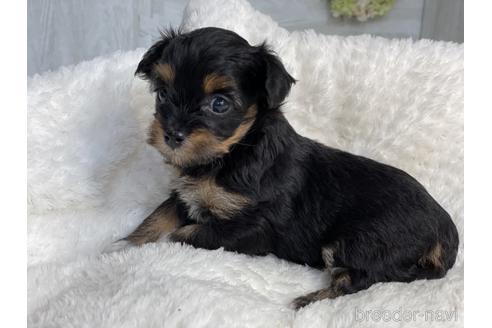 成約済の京都府のチワプー:チワワ×トイプードル-144356の3枚目