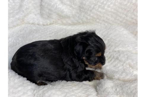 成約済の京都府のチワプー:チワワ×トイプードル-144356の4枚目