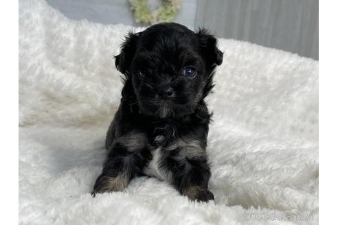 成約済の京都府のチワプー:チワワ×トイプードル-144361の5枚目