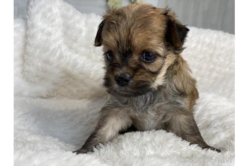 成約済の京都府のチワプー:チワワ×トイプードル-144366の4枚目