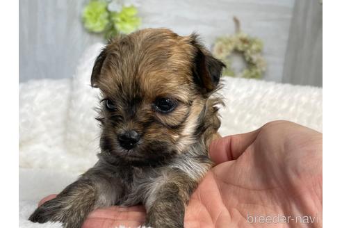 成約済の京都府のチワプー:チワワ×トイプードル-144366の2枚目