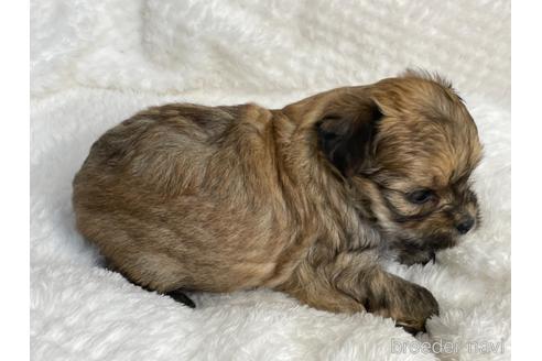 成約済の京都府のチワプー:チワワ×トイプードル-144366の5枚目