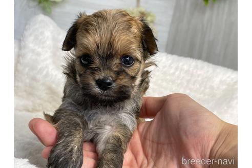 成約済の京都府のチワプー:チワワ×トイプードル-144366の3枚目