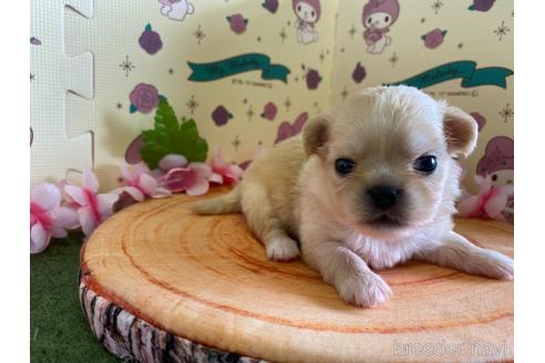 成約済の栃木県のミックス犬-144371