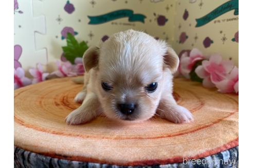 成約済の栃木県のミックス犬-144371の3枚目