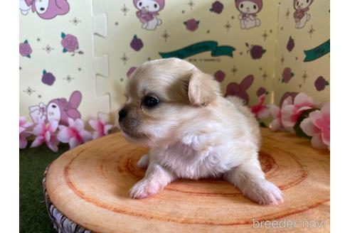 成約済の栃木県のミックス犬-144371の4枚目