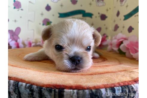成約済の栃木県のミックス犬-144371の5枚目