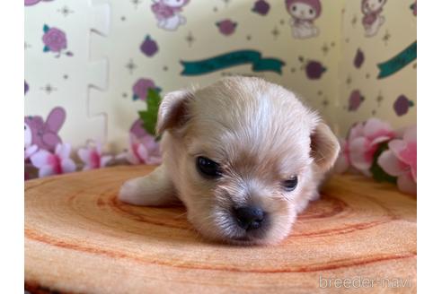 成約済の栃木県のミックス犬-144371の6枚目