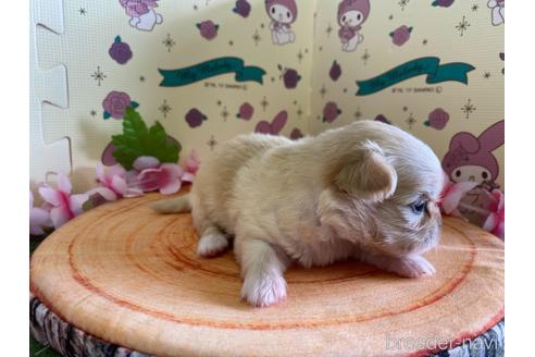 成約済の栃木県のミックス犬-144371の8枚目