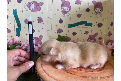 成約済の栃木県のミックス犬-144371の9枚目