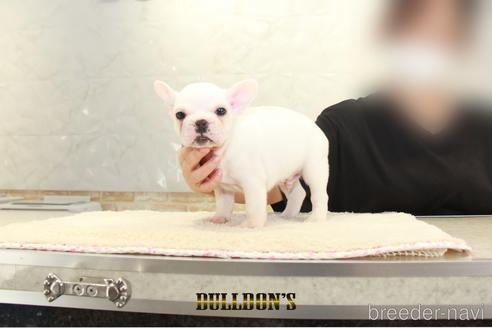 成約済の東京都のフレンチブルドッグ-144394