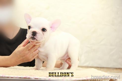 成約済の東京都のフレンチブルドッグ-144394の6枚目