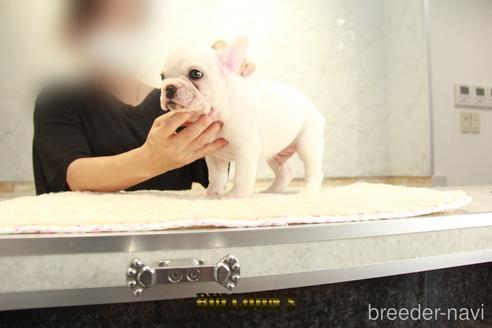 成約済の東京都のフレンチブルドッグ-144394の5枚目