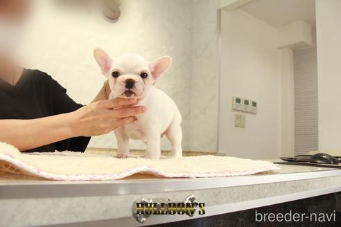 成約済の東京都のフレンチブルドッグ-144394の4枚目