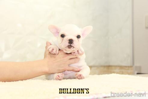 成約済の東京都のフレンチブルドッグ-144394の3枚目