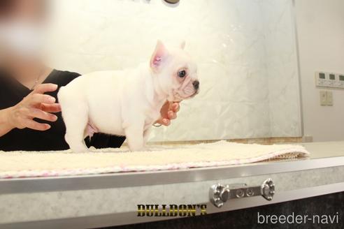 成約済の東京都のフレンチブルドッグ-144401の6枚目