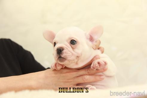 成約済の東京都のフレンチブルドッグ-144401の4枚目