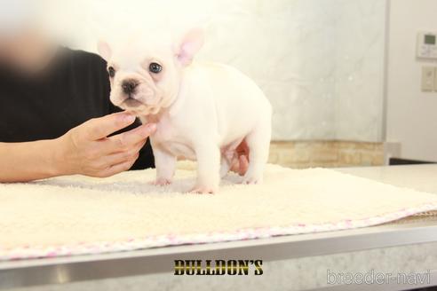 成約済の東京都のフレンチブルドッグ-144401の3枚目