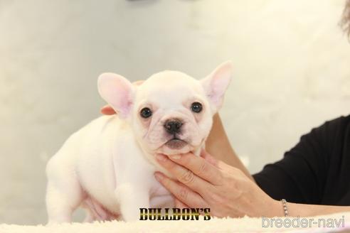 成約済の東京都のフレンチブルドッグ-144401の2枚目