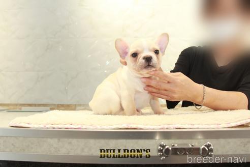 成約済の東京都のフレンチブルドッグ-144403の1枚目