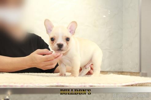 成約済の東京都のフレンチブルドッグ-144403の7枚目