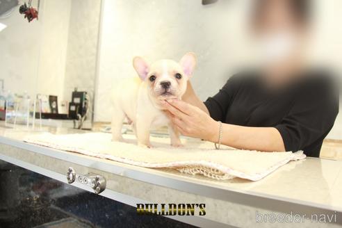 成約済の東京都のフレンチブルドッグ-144403の6枚目