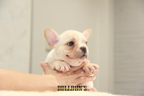 成約済の東京都のフレンチブルドッグ-144403の5枚目