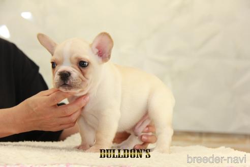 成約済の東京都のフレンチブルドッグ-144403の4枚目
